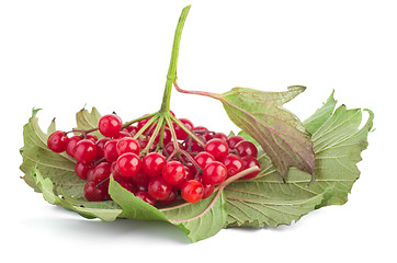 Image showing Viburnum berries