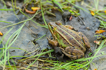 Image showing Frog in the swamp