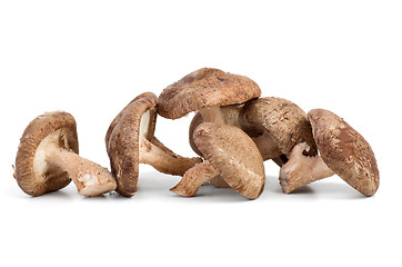 Image showing Three fresh shiitake mushrooms