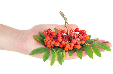 Image showing Hand hold ashberry cluster