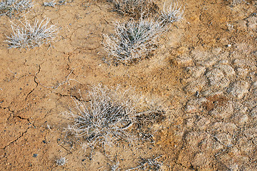 Image showing Top View of Desert Plants