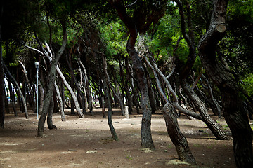 Image showing Pine forest