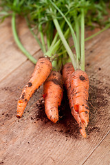 Image showing fresh carrots bunch 