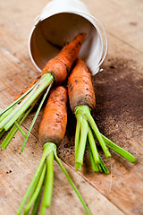 Image showing fresh carrots bunch and bucket 