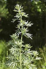 Image showing Wormwood in a forest glade