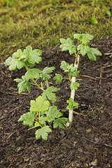 Image showing Sapling gooseberry