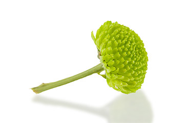 Image showing Small green flower isolated