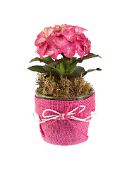 Image showing Pink flowers isolated
