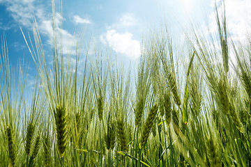 Image showing spring grain with blue sky and sunligt
