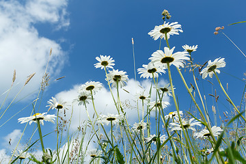Image showing daisy flower field 