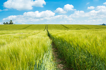 Image showing Organic Green spring grains field