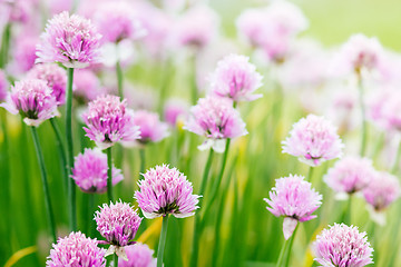 Image showing Chive herb flowers on beautiful bokeh background