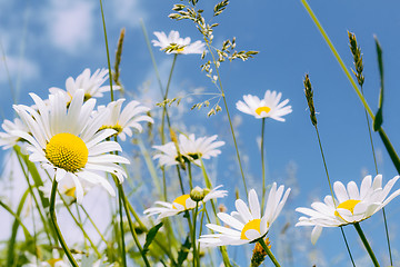 Image showing daisy flower field 