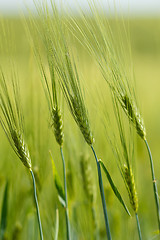 Image showing Organic Green spring grains with shallow focus