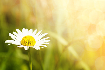 Image showing daisy flower field with shallow focus