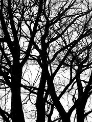 Image showing bare trees pattern