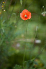 Image showing wild poppy flower