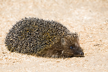 Image showing funny hedgehog 