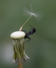 Image showing Ant on dandelion