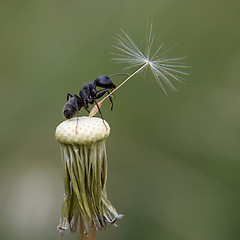 Image showing Parachuter