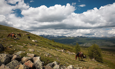 Image showing Horses in Sayan mountains
