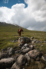 Image showing Horse in Sayan mountains