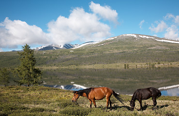 Image showing Horses near mountain lake