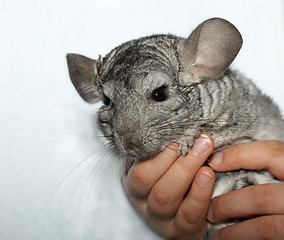 Image showing Chinchilla