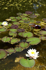 Image showing Water flora