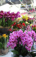 Image showing Beautiful orchids in the vases 