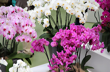 Image showing Beautiful orchids in the vases 