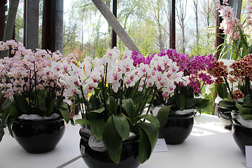 Image showing Beautiful orchids in the vases 