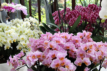 Image showing Beautiful orchids in the vases 