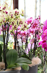 Image showing Beautiful orchids in the vases 