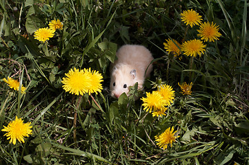 Image showing Hamster on the dandelyon lawn