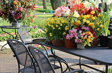 Image showing Sunny terrace with a lot of flowers