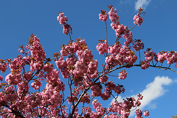 Image showing Sakura in bloom