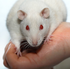Image showing Albino rat