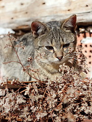 Image showing lazy kitty