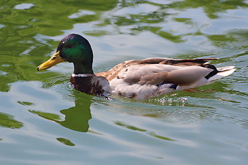 Image showing mallard duck swimming in the lake