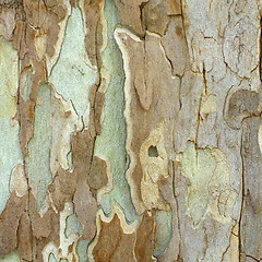 Image showing textured bark of a sycamore