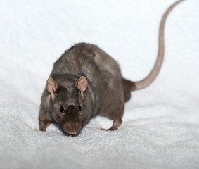 Image showing Gray semi-bold decorative rat