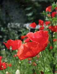 Image showing red poppies of early summer