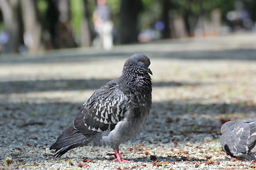 Image showing pigeon on the park footpath