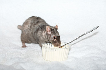 Image showing Gray decorative rat eating food