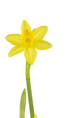 Image showing Daffodil