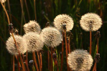 Image showing dandelion