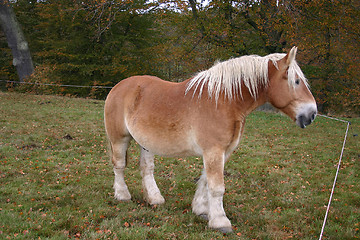 Image showing horse