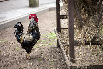 Image showing Rooster near hay storage