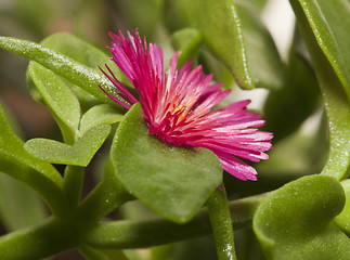 Image showing winter purslane